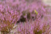 Europaeische Gottesanbeterin - Mantis religiosa Sachsen Fangschrecken Mantidae Mantis