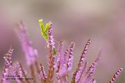 Europaeische Gottesanbeterin - Mantis religiosa Sachsen Fangschrecken Mantidae Mantis