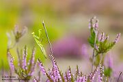 Europaeische Gottesanbeterin - Mantis religiosa Sachsen Fangschrecken Mantidae Mantis