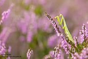 Europaeische Gottesanbeterin - Mantis religiosa Sachsen Fangschrecken Mantidae Mantis
