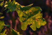 Europaeische Gottesanbeterin - Mantis religiosa Sachsen Fangschrecken Mantidae Mantis