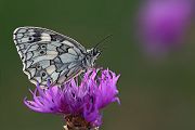 Schachbrettfalter  - Melanargia galathea