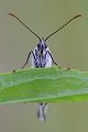 Schachbrettfalter - Melanargia galathea