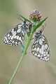 Schachbrettfalter - Melanargia galathea