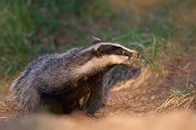 Europaeischer Dachs - Meles meles, Sachsen, Grimma, Muldental, Saeugetiere, Marder, Mustelidae, Melinae, Meles, Hundeartige, Carnivora, Dachsbau, Dachsburg, Raubtiere