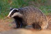 Europaeischer Dachs - Meles meles, Sachsen, Grimma, Muldental, Saeugetiere, Marder, Mustelidae, Melinae, Meles, Hundeartige, Carnivora, Dachsbau, Dachsburg, Raubtiere