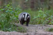 Europaeischer Dachs - Meles meles, Sachsen, Grimma, Muldental, Saeugetiere, Marder, Mustelidae, Melinae, Meles, Hundeartige, Carnivora, Dachsbau, Dachsburg, Raubtiere