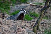 Europaeischer Dachs - Meles meles, Sachsen, Grimma, Muldental, Saeugetiere, Marder, Mustelidae, Melinae, Meles, Hundeartige, Carnivora, Dachsbau, Dachsburg, Raubtiere