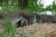 Europaeischer Dachs - Meles meles, Sachsen, Grimma, Muldental, Saeugetiere, Marder, Mustelidae, Melinae, Meles, Hundeartige, Carnivora, Dachsbau, Dachsburg, Raubtiere