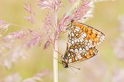 Wachtelweizen-Scheckenfalter, Melitaea athalia