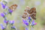 Wachtelweizen-Scheckenfalter, Melitaea athalia
