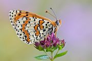Roter Scheckenfalter - Melitaea didyma Wallis, Edelfalter, Scheckenfalter, Schmetterlinge, Tagfalter