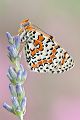 Roter Scheckenfalter - Melitaea didyma Wallis, Edelfalter, Scheckenfalter, Schmetterlinge, Tagfalter