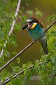 Bienenfresser - Merops apiaster Voegel Bienenfresser Racken Sachsen-Anhalt richter-naturfotografie.de Paarung Balz Brautgeschenk