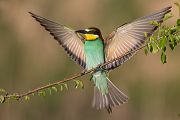 Bienenfresser - Merops apiaster Voegel Bienenfresser Racken Sachsen-Anhalt richter-naturfotografie.de Paarung Balz Brautgeschenk