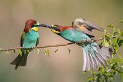 Bienenfresser - Merops apiaster Voegel Bienenfresser Racken Sachsen-Anhalt richter-naturfotografie.de Paarung Balz Brautgeschenk