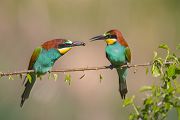 Bienenfresser - Merops apiaster Voegel Bienenfresser Racken Sachsen-Anhalt richter-naturfotografie.de Paarung Balz Brautgeschenk