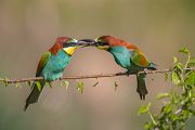 Bienenfresser - Merops apiaster Voegel Bienenfresser Racken Sachsen-Anhalt richter-naturfotografie.de Paarung Balz Brautgeschenk