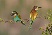 Bienenfresser - Merops apiaster Voegel Bienenfresser Racken Sachsen-Anhalt richter-naturfotografie.de Paarung Balz Brautgeschenk