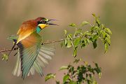 Bienenfresser - Merops apiaster Voegel Bienenfresser Racken Sachsen-Anhalt richter-naturfotografie.de Paarung Balz Brautgeschenk