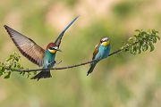 Bienenfresser - Merops apiaster Voegel Bienenfresser Racken Sachsen-Anhalt richter-naturfotografie.de Paarung Balz Brautgeschenk