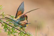 Bienenfresser - Merops apiaster Voegel Bienenfresser Racken Sachsen-Anhalt richter-naturfotografie.de Paarung Balz Brautgeschenk