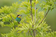 Bienenfresser - Merops apiaster Voegel Bienenfresser Racken Sachsen-Anhalt richter-naturfotografie.de Paarung Balz Brautgeschenk