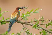 Bienenfresser - Merops apiaster Voegel Bienenfresser Racken Sachsen-Anhalt richter-naturfotografie.de Paarung Balz Brautgeschenk