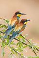 Bienenfresser - Merops apiaster Voegel Bienenfresser Racken Sachsen-Anhalt richter-naturfotografie.de Paarung Balz Brautgeschenk