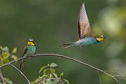 Bienenfresser - Merops apiaster Voegel Bienenfresser Racken Sachsen, Grimma, Muldental,  richter-naturfotografie.de Paarung Balz Brautgeschenk