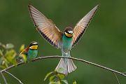 Bienenfresser - Merops apiaster Voegel Bienenfresser Racken Sachsen, Grimma, Muldental,  richter-naturfotografie.de Paarung Balz Brautgeschenk