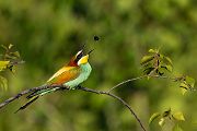 Bienenfresser - Merops apiaster Voegel Bienenfresser Racken Sachsen, Grimma, Muldental,  richter-naturfotografie.de Paarung Balz Brautgeschenk