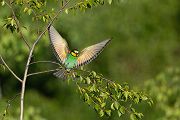 Bienenfresser - Merops apiaster Voegel Bienenfresser Racken Sachsen, Grimma, Muldental,  richter-naturfotografie.de Paarung Balz Brautgeschenk