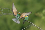 Bienenfresser - Merops apiaster Voegel Bienenfresser Racken Sachsen, Grimma, Muldental,  richter-naturfotografie.de Paarung Balz Brautgeschenk