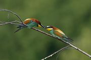 Bienenfresser - Merops apiaster Voegel Bienenfresser Racken Sachsen, Grimma, Muldental,  richter-naturfotografie.de Paarung Balz Brautgeschenk