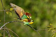 Bienenfresser - Merops apiaster Voegel Bienenfresser Racken Sachsen, Grimma, Muldental,  richter-naturfotografie.de Paarung Balz Brautgeschenk