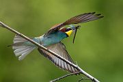Bienenfresser - Merops apiaster Voegel Bienenfresser Racken Sachsen, Grimma, Muldental,  richter-naturfotografie.de Paarung Balz Brautgeschenk
