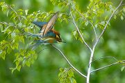 Bienenfresser - Merops apiaster Voegel Bienenfresser Racken Sachsen, Grimma, Muldental,  richter-naturfotografie.de Paarung Balz Brautgeschenk