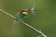 Bienenfresser - Merops apiaster Voegel Bienenfresser Racken Sachsen, Grimma, Muldental,  richter-naturfotografie.de Paarung Balz Brautgeschenk
