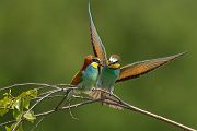 Bienenfresser - Merops apiaster Voegel Bienenfresser Racken Sachsen, Grimma, Muldental,  richter-naturfotografie.de Paarung Balz Brautgeschenk