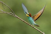 Bienenfresser - Merops apiaster Voegel Bienenfresser Racken Sachsen, Grimma, Muldental,  richter-naturfotografie.de Paarung Balz Brautgeschenk