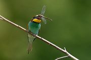 Bienenfresser - Merops apiaster Voegel Bienenfresser Racken Sachsen, Grimma, Muldental,  richter-naturfotografie.de Paarung Balz Brautgeschenk