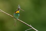 Bienenfresser - Merops apiaster Voegel Bienenfresser Racken Sachsen, Grimma, Muldental,  richter-naturfotografie.de Paarung Balz Brautgeschenk
