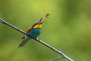 Bienenfresser - Merops apiaster Voegel Bienenfresser Racken Sachsen, Grimma, Muldental,  richter-naturfotografie.de Paarung Balz Brautgeschenk