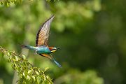 Bienenfresser - Merops apiaster Voegel Bienenfresser Racken Sachsen, Grimma, Muldental,  richter-naturfotografie.de Paarung Balz Brautgeschenk