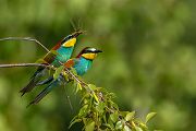 Bienenfresser - Merops apiaster Voegel Bienenfresser Racken Sachsen, Grimma, Muldental,  richter-naturfotografie.de Paarung Balz Brautgeschenk