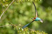Bienenfresser - Merops apiaster Voegel Bienenfresser Racken Sachsen, Grimma, Muldental,  richter-naturfotografie.de Paarung Balz Brautgeschenk