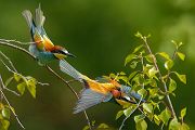 Bienenfresser - Merops apiaster Voegel Bienenfresser Racken Sachsen, Grimma, Muldental,  richter-naturfotografie.de Paarung Balz Brautgeschenk