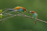 Bienenfresser - Merops apiaster Voegel Bienenfresser Racken Sachsen, Grimma, Muldental,  richter-naturfotografie.de Paarung Balz Brautgeschenk