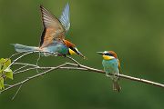 Bienenfresser - Merops apiaster Voegel Bienenfresser Racken Sachsen, Grimma, Muldental,  richter-naturfotografie.de Paarung Balz Brautgeschenk